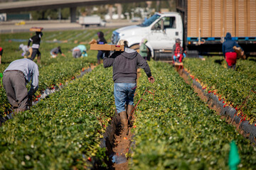 Farm field workers dressed warm while harvesting