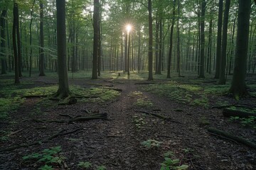 Wall Mural - beautiful green forest on a sunny day professional photography