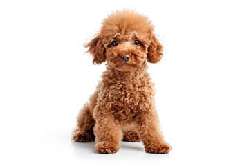 Canvas Print - a small brown dog sitting on a white surface