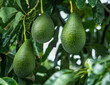 Avocado fruits on the tree close-up.