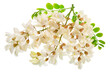 Raceme of blooming acacia flowers with green leaves on white background. File contains clipping path.