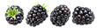 Set of four blackberries on white background. File contains clipping paths.