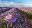 Violet sun hat over lavender bush in the lavender field in blossom. Brihuega, Spain.