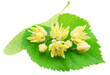 Linden flowers over linden leaf on white background. File contains clipping path.