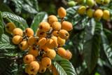 Fototapeta  - Loquats fruits growing and ripening between green foliage on tree closeup.