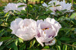 Beautiful pale pink tree-like peony flowers are blooming in the garden