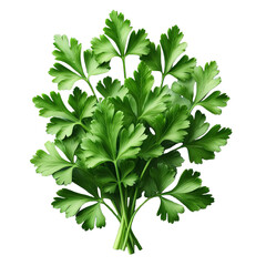 Wall Mural - Parsley leaves in a closeup isolated on transparent background