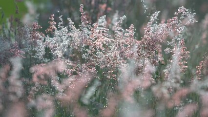 Wall Mural - colorful reeds flower swaying from wind blow