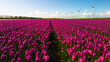 A vibrant field of purple tulips stretches out towards a row of iconic Dutch windmills on a sunny Spring day