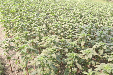 green amaranth plant on farm