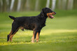 jagdterrier dog standing outdoors on grass
