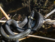 Close-up shot of Black grass snake (Natrix natrix) in the pond among water vegetation in sunlight. Focus on eye and head of eurasian non-venomous snake showing the yellow collar