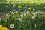 Fototapeta Kwiaty - kwietna łąka w słoneczny wiosenny dzień