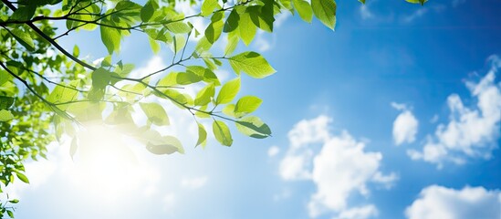 Poster - A sunny blue sky serves as the backdrop for a tree branch adorned with green leaves creating a summer themed image with ample space for additional content