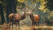 © Sirichat. Camphol - Two red deer cervus elaphus standing close together and touching noses in the forest in nature in summer A pair of wild animals look at each other in the forest. Deer and deer smell in the wilderness.