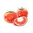 Tomato vegetables watercolor composition on white hand painted illustration 