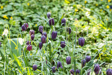 Wall Mural - Unusual snake's head fritillary flowers, photographed outside the wall at Eastcote House Gardens, London Borough of Hillingdon UK, in spring.