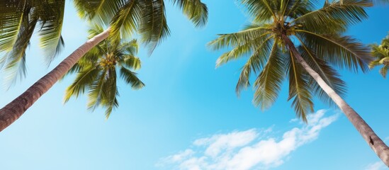 A scenic view of coconut palm trees against a backdrop of a clear blue sky creates a picturesque image with ample copy space