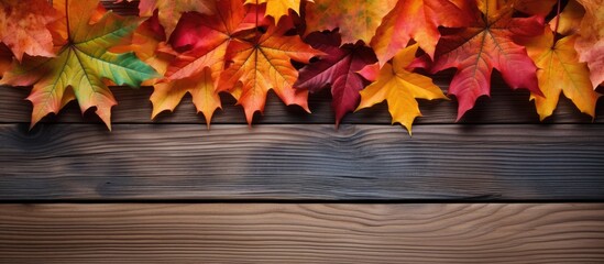 Sticker - Autumn colored maple leaves have been arranged along the wooden boards creating a border The image offers copy space