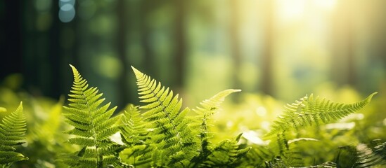 Sticker - A stunning forest scene with fern plants featuring beautiful green foliage The sunlight enhances the natural floral background creating a mesmerizing display of the beauty of nature Copy space image