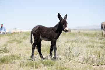 Donkey, baby donkey, horse, animal, horses, grass, nature, field, farm, meadow, pasture, grazing, foal, white, mammal, mare, stallion, animals, green, brown, equine, summer, sky, herd, landscape, beau