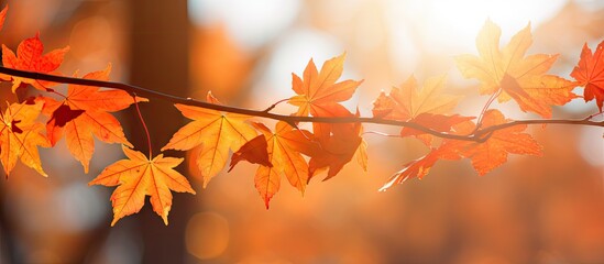 Wall Mural - The fall season presents a stunning closeup view of nature s beauty with vibrant orange maple leaves and sunlight This landscape ecology offers a perfect copy space image for wallpapers and backdrops