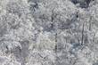 Mountain with the hoarfrost on the trees at Yongpyong Ski Resort, Mountain Winter South in Korea.