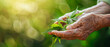 Elderly hands holding cannabis leaves soft focus background
