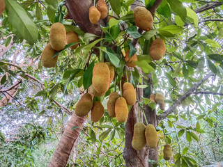 Sticker - Cempedak fruit on the tree. Cempedak fruit (Artocarpus integer), is a species of tree in the family Moraceae, in the same genus as breadfruit and jackfruit.