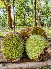 Poster - Durian fruit. Durian fruit on wooden table with blur durian plantation background. Selective focus. 