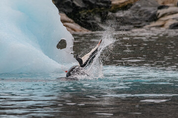 Wall Mural - Leopard seal predates on penguin in Antarctica