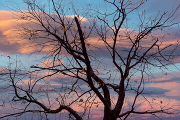 Poster - Old oak branches autumn background