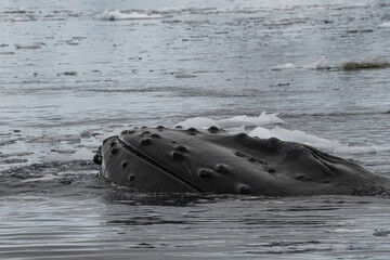 Canvas Print - Humpback whale