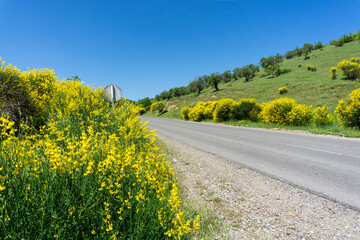 Wall Mural - Blooming bright yellow flowers on the sides of the asphalt road. Spartium junceum, Spanish broom.