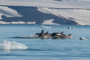 Sticker - Orcas killer whales in Antarctica