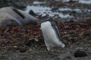 Penguins of Antarctica