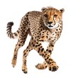 cheetah, speedy hunter Isolated on white background