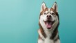 Happy smiling Husky dog isolated on blue green background with copy space