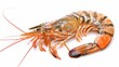 Close up Fresh shrimp and long arm isolated on white background. The giant river prawn on white background. Grilled giant river prawns are popular