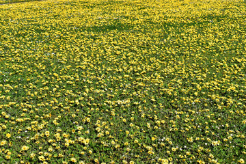 Sticker - Flowering of the invasive cape weed plant (Arctotheca calendula)