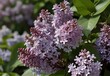 Bunches of fragrant lilacs perfuming the air, generative AI