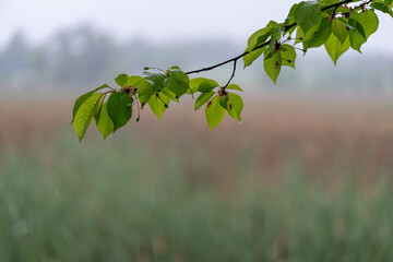 Wall Mural - Wet cherry leaves with green fruits on branch after rain.