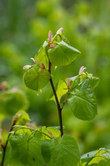 Sticker - Fresh green linden leaves after the rain.