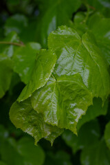 Canvas Print - Fresh green linden leaves after the rain.