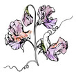 Hand drawn watercolor ink illustration botanical flowers leaves. Sweet everlasting pea, vetch bindweed legume. Branch bouquet isolated on white background. Design wedding, love cards, floral shop