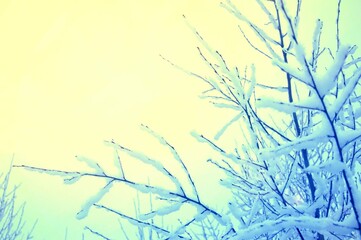  Dry Tree Snow 1