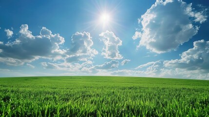 Wall Mural - Sun Hill. Green Meadow Landscape with Blue Sky and Fluffy Clouds