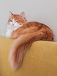 Adorable fluffy ginger cat sleeps on the back of a yellow armchair in the living room