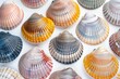 colorful empty venus clam shells arranged on white vibrant veneridae bivalve macro closeup