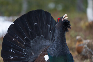 Wall Mural - Western capercaillie (Tetrao urogallus)